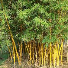 Bambusa Vulgaris